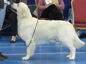 Rupert winning reserve best dog at the URC show