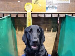 Luca at Crufts 2024