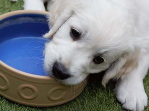 A typical Maddouse puppy
