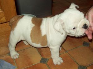Pup at 6 weeks