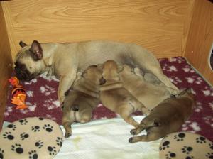 Pups with Mum
