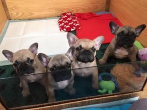 Pups