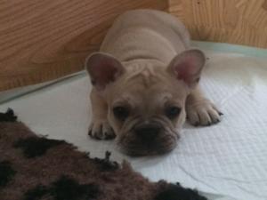 Alfie at 7 weeks