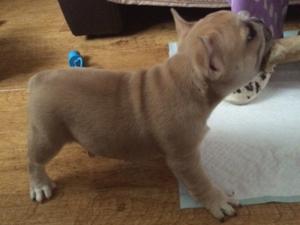 Alfie at 6 weeks