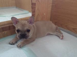 Alfie at 7 weeks