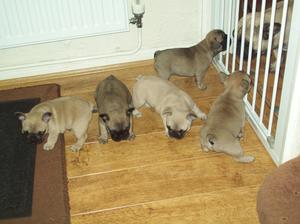 Pups at 4 weeks