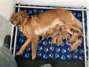 Mum and puppies