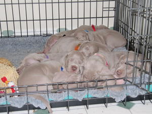 Pups snoozing at 5 weeks old