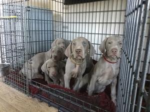 Sofee and her pups