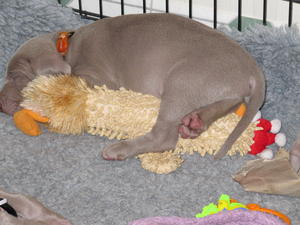 Sofee snoozing with Vince's chicken