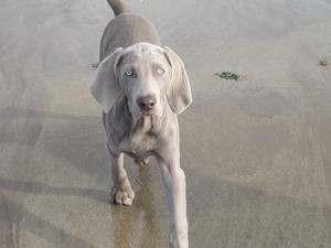 Sofee at the beach