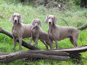 Sofee with her Mum (Liberty) and Gran (Marnie)
