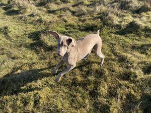 Pickle let loose