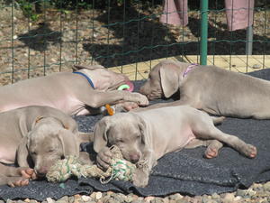 Pups just over 7 weeks old