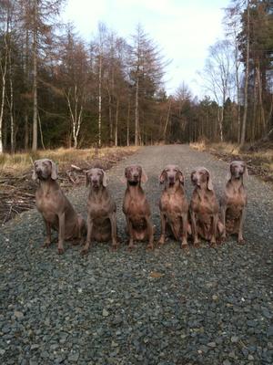 Keir, Marnie, Liberty, Tru, Riley & Sofee