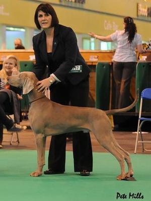Blu BPIB Crufts 2011