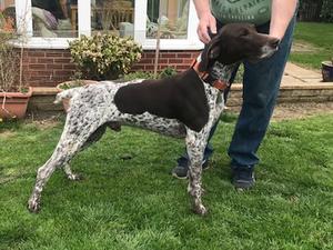Katelands Caisteal A'Torr ( Ollie )