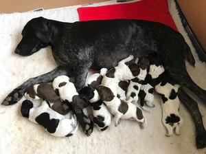 Lenka's new litter born 1 week ago