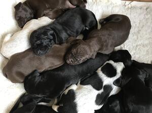 Puppies