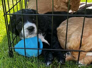 Black Boy Available, lovely markings & temperament