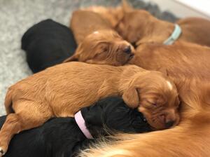 10 Days Old
