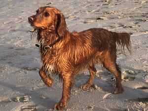 Apperlyburn Hazel (Wilma)