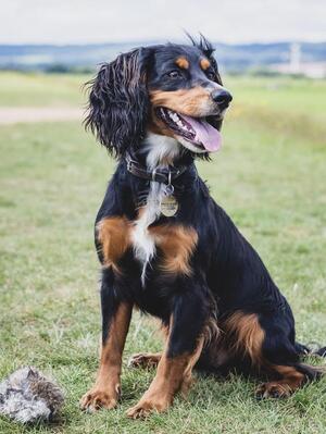 Sire - Bizzell Trebullett