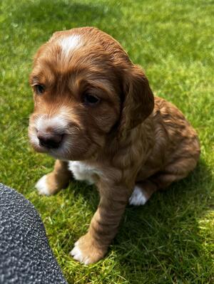 Peanut - 4 weeks old