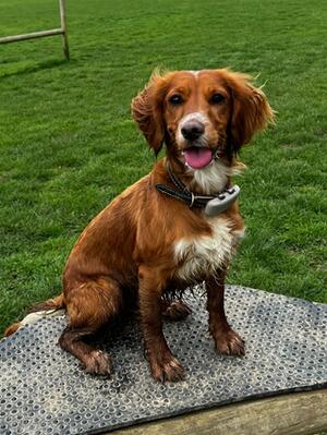 Peanut - 12 months old