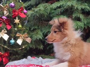 She is our beautiful girl, still available