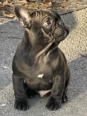 Dolly x ace puppy