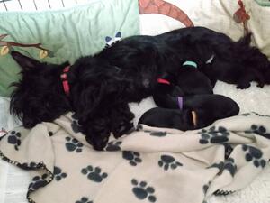 Mum and puppies