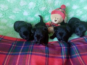 Cailwen Scotties