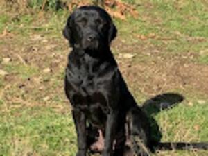Timber Sire
