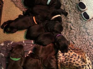 Brown blacks they have arrived