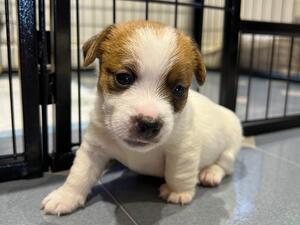 Male Puppy Available For Show or Pet Home