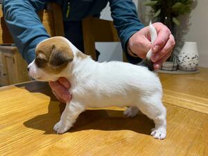 Male Puppy Available For Show or Pet Home