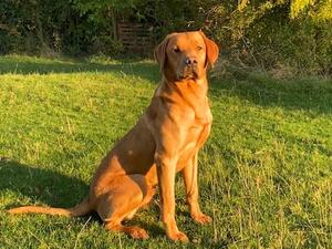 Wauniago Fowler (Fox Red)