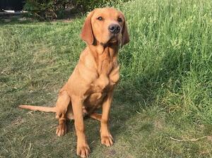 Wauniago Fowler (6 months old)