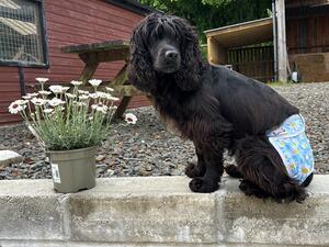 Daisy