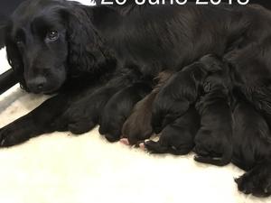 Lily with her brood of seven.
