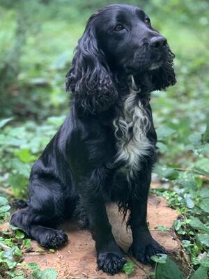 Sire - Maedrow Lancaster