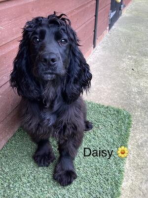 Daisy Training