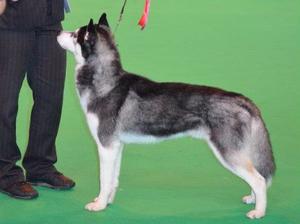Zakistorti's Danger Zone 1st Limit Dog @ Crufts