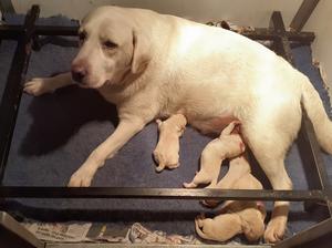 Rosie and newborn pups