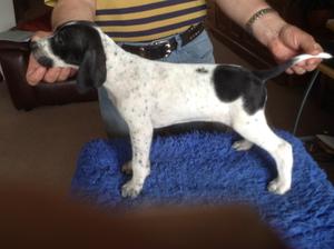 quality pup at 6 wks