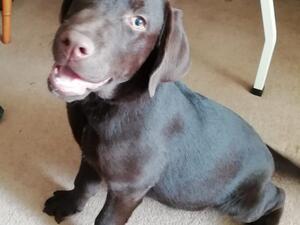 Lovely boy looking for loving home