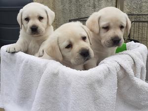Pups at 5 weeks