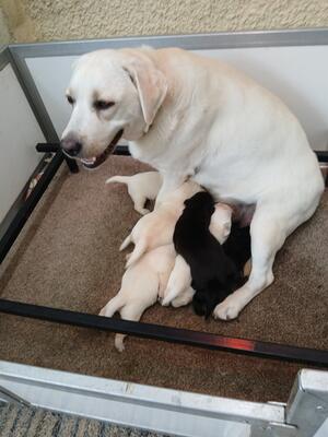 Evie and her babies.