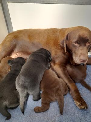 Top mum Millie with her pups